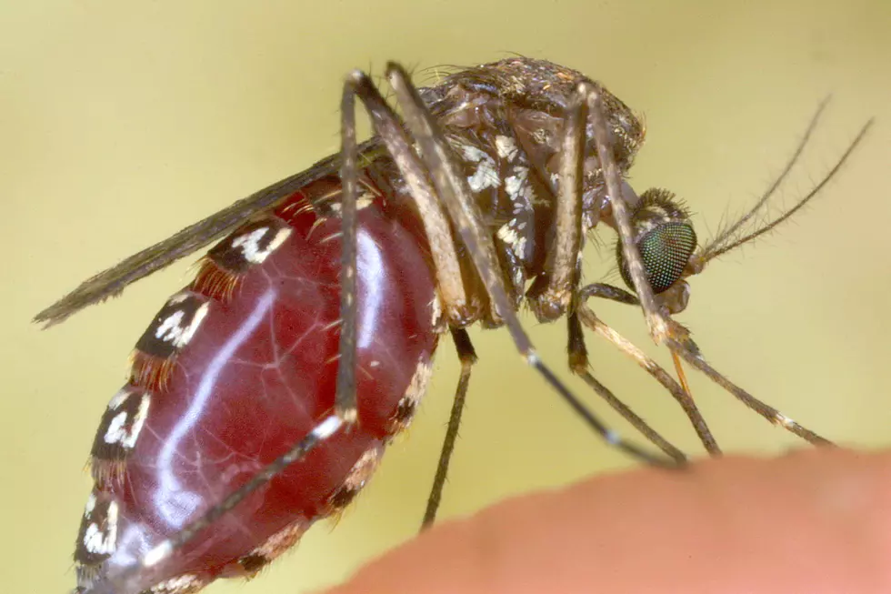 Texas Preparing for Deadliest Creature on Earth This Summer